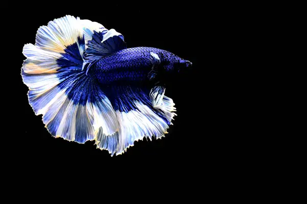 Риба Бетта Вишукана Блакитна Метелик Рожевий Хвіст Півмісяця Таїланду Сіамська — стокове фото
