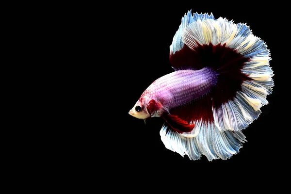 来自泰国的贝塔鱼华丽的紫色蝴蝶半月形的尾翼 暹罗战斗的鱼被隔离在黑色背景中 — 图库照片