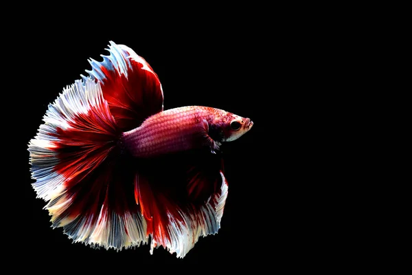 Рыба Бетта Фантазии Красный Бабочка Розовые Хвосты Полумесяц Таиланда Сиамские — стоковое фото