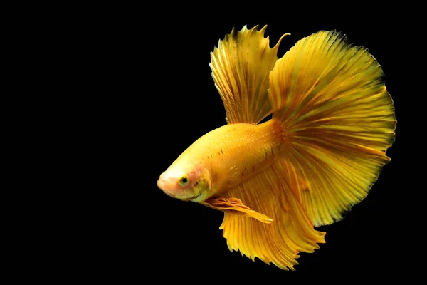 Риба Бетта Вишуканий Супер Жовтий Протягом Півмісяця Таїланду Сіамська Бійцівська — стокове фото