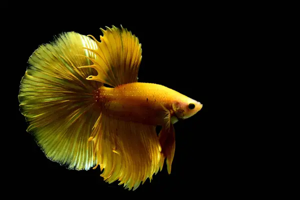 태국에서 물고기 노란색 배경에서 시아마 물고기 — 스톡 사진