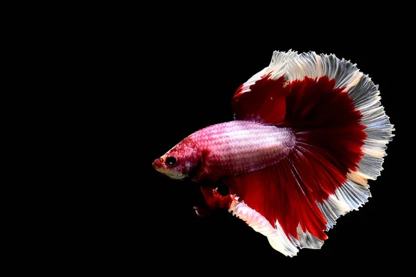 Рыба Бетта Фантазии Красный Бабочка Полумесяц Таиланда Сиамские Боевые Рыбы — стоковое фото