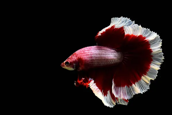 Риба Бетта Вишуканий Червоний Метелик Напівмісяць Таїланду Сіамська Бійцівська Риба — стокове фото
