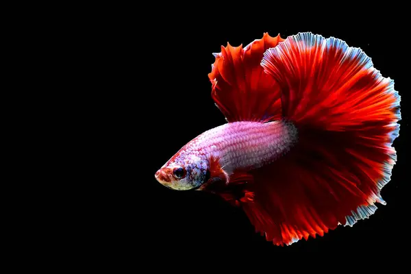 Betta Fisch Phantasie Rosa Roten Halbmond Aus Thailand Siamesische Kampffische — Stockfoto