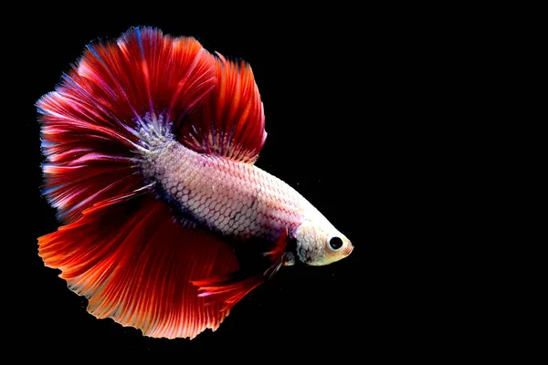 Betta Pesce Fantasia Rosa Mezzaluna Rossa Dalla Thailandia Siamese Pesce — Foto Stock