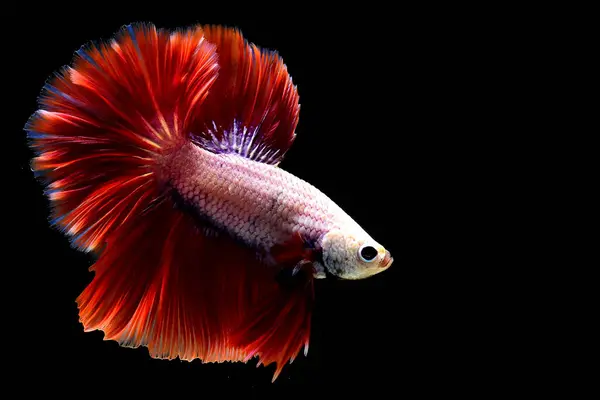 Риба Бетта Вишуканий Рожево Червоний Півмісяць Таїланду Сіамська Бійцівська Риба — стокове фото