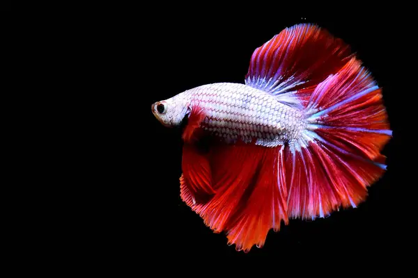 Риба Бетта Вишуканий Червоно Рожевий Півмісяць Таїланду Сіамська Бійцівська Риба — стокове фото