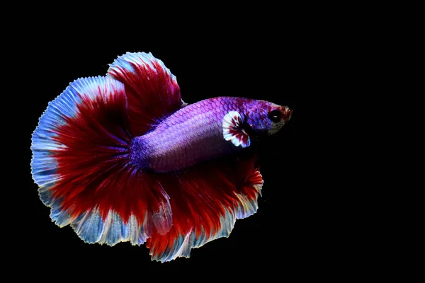 Betta Fisch Phantasie Roter Lavendel Weißer Rand Halbmond Aus Thailand — Stockfoto