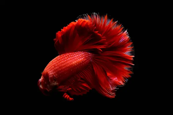 Beta Balığı Tayland Dan Gelen Kraliyet Kırmızı Imparatoru Yarım Kara — Stok fotoğraf