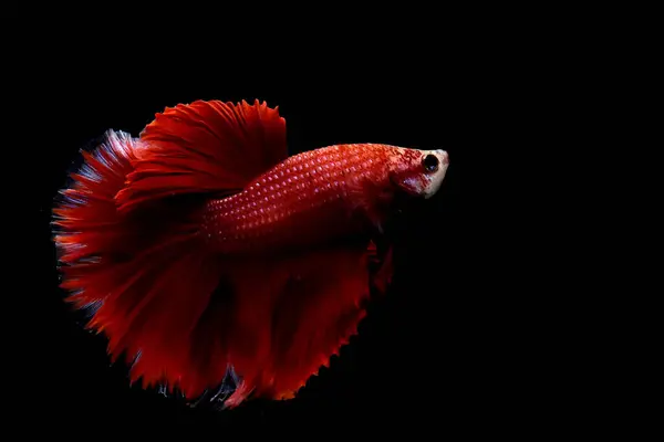 Ikan Betta Mewah Kerajaan Mewah Kaisar Merah Halfmoon Dari Thailand — Stok Foto