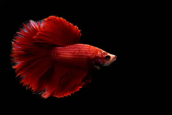 Betta Fisk Fancy Kunglig Röd Kejsare Halvmåne Från Thailand Siamese — Stockfoto