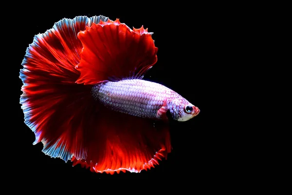 来自泰国的贝塔鱼华丽的红薰衣草白边半月形 暹罗战斗的鱼被隔离在黑色背景中 — 图库照片