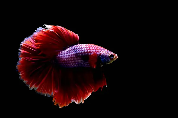 Betta Fisch Phantasie Rosa Lavendel Halbmond Aus Thailand Siamesische Kampffische — Stockfoto