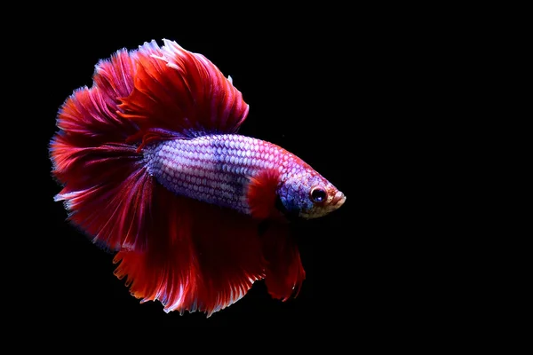 Betta Fisch Phantasie Rosa Lavendel Halbmond Aus Thailand Siamesische Kampffische — Stockfoto