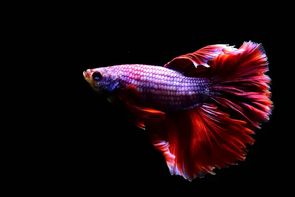Beta Balığı Tayland Dan Kırmızı Semender Yarım Siyam Dövüş Balığı — Stok fotoğraf
