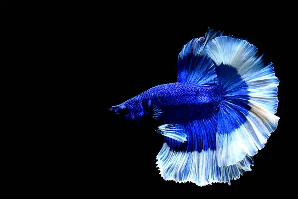 来自泰国的贝塔鱼华丽的蓝蝴蝶半月形 暹罗战斗的鱼被隔离在黑色背景中 — 图库照片