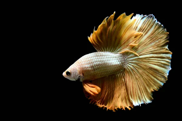 Рыба Бетта Фантазии Золотая Горчица Полумесяц Таиланда Сиамские Боевые Рыбы — стоковое фото