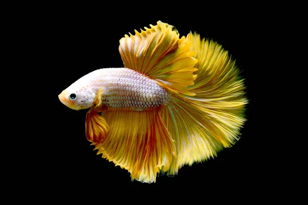 Betta fish fancy gold mustard halfmoon from Thailand, Siamese fighting fish on isolated in Black Background