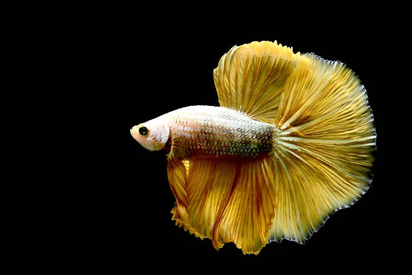 Betta fish fancy yellow gold mustard halfmoon from Thailand, Siamese fighting fish on isolated in Black Background
