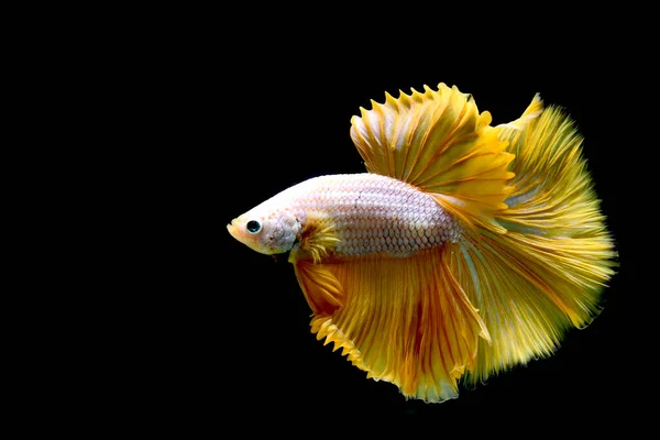 Betta fish fancy yellow gold mustard halfmoon from Thailand, Siamese fighting fish on isolated in Black Background