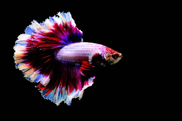 Риба Бетта Вишуканий Фіолетовий Метелик Троянди Хвости Півмісяця Таїланду Сіамські — стокове фото