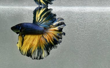 Beta balığı Yarım Ay, Yarım Ay, Dumbo, Veiltail ve Tayland 'dan Vahşi Beta Kara, Mavi ya da Gri Arka plan' da izole edilmiş Siyam savaşan balıklar