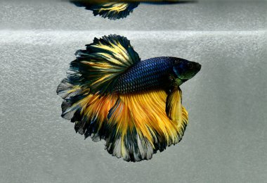 Beta balığı Yarım Ay, Yarım Ay, Dumbo, Veiltail ve Tayland 'dan Vahşi Beta Kara, Mavi ya da Gri Arka plan' da izole edilmiş Siyam savaşan balıklar