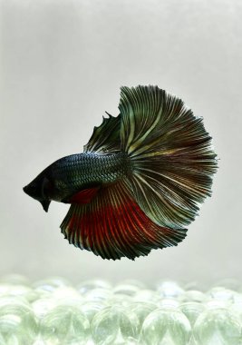 Beta balığı Yarım Ay, Yarım Ay, Dumbo, Veiltail ve Tayland 'dan Vahşi Beta Kara, Mavi ya da Gri Arka plan' da izole edilmiş Siyam savaşan balıklar