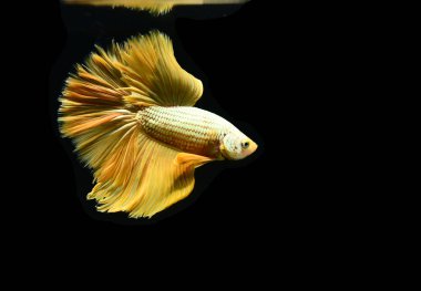 Beta balığı Yarım Ay, Yarım Ay, Dumbo, Veiltail ve Tayland 'dan Vahşi Beta Kara, Mavi ya da Gri Arka plan' da izole edilmiş Siyam savaşan balıklar