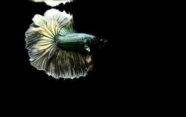 Beta balığı Yarım Ay, Yarım Ay, Dumbo, Veiltail ve Tayland 'dan Vahşi Beta Kara, Mavi ya da Gri Arka plan' da izole edilmiş Siyam savaşan balıklar