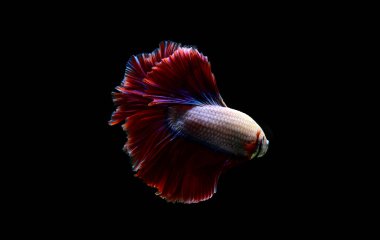 Beta balığı Yarım Ay, Yarım Ay, Dumbo, Veiltail ve Tayland 'dan Vahşi Beta Kara, Mavi ya da Gri Arka plan' da izole edilmiş Siyam savaşan balıklar