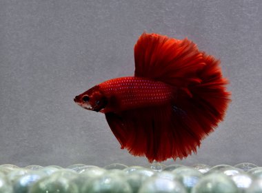 Beta balığı Yarım Ay, Yarım Ay, Dumbo, Veiltail ve Tayland 'dan Vahşi Beta Kara, Mavi ya da Gri Arka plan' da izole edilmiş Siyam savaşan balıklar