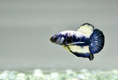 Beta balığı Yarım Ay, Yarım Ay, Dumbo, Veiltail ve Tayland 'dan Vahşi Beta Kara, Mavi ya da Gri Arka plan' da izole edilmiş Siyam savaşan balıklar