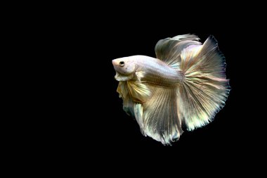 Beta balığı Yarım Ay, Yarım Ay, Dumbo, Veiltail ve Tayland 'dan Vahşi Beta Kara, Mavi ya da Gri Arka plan' da izole edilmiş Siyam savaşan balıklar