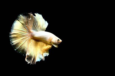 Beta balığı Yarım Ay, Yarım Ay, Dumbo, Veiltail ve Tayland 'dan Vahşi Beta Kara, Mavi ya da Gri Arka plan' da izole edilmiş Siyam savaşan balıklar