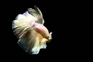 Beta balığı Yarım Ay, Yarım Ay, Dumbo, Veiltail ve Tayland 'dan Vahşi Beta Kara, Mavi ya da Gri Arka plan' da izole edilmiş Siyam savaşan balıklar