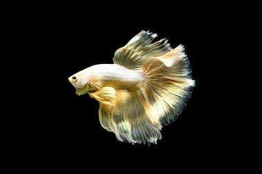 Beta balığı Yarım Ay, Yarım Ay, Dumbo, Veiltail ve Tayland 'dan Vahşi Beta Kara, Mavi ya da Gri Arka plan' da izole edilmiş Siyam savaşan balıklar