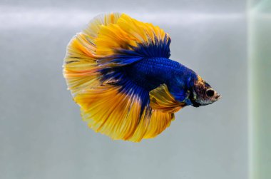 Beta balığı Yarım Ay, Yarım Ay, Dumbo, Veiltail ve Tayland 'dan Vahşi Beta Kara, Mavi ya da Gri Arka plan' da izole edilmiş Siyam savaşan balıklar
