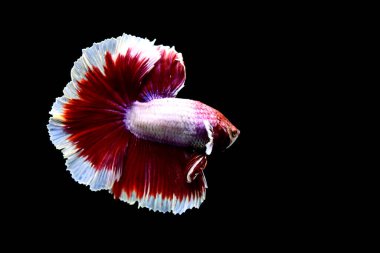 Beta balığı Yarım Ay, Yarım Ay, Dumbo, Veiltail ve Tayland 'dan Vahşi Beta Kara, Mavi ya da Gri Arka plan' da izole edilmiş Siyam savaşan balıklar