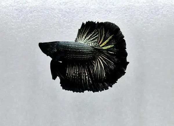 Риба Бетта Напівмісяць Напівмісяць Плакат Дамбо Вейніл Дика Бетта Таїланду — стокове фото