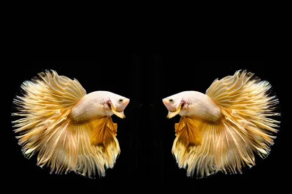 Beta balığı Yarım Ay, Yarım Ay, Dumbo, Veiltail ve Tayland 'dan Vahşi Beta Kara, Mavi ya da Gri Arka plan' da izole edilmiş Siyam savaşan balıklar