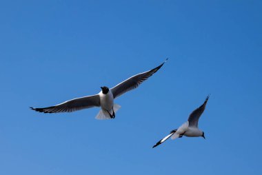 Martı grubu deniz yüzeyinde yüzüyor. Bazıları bölgedeki turist ve ziyaretçilerin beslendiği yiyeceklerin peşinde..