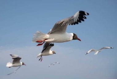 Martı grubu deniz yüzeyinde yüzüyor. Bazıları bölgedeki turist ve ziyaretçilerin beslendiği yiyeceklerin peşinde..