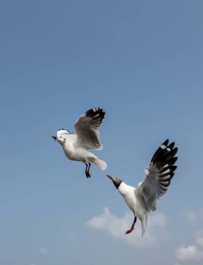 Martı grubu deniz yüzeyinde yüzüyor. Bazıları bölgedeki turist ve ziyaretçilerin beslendiği yiyeceklerin peşinde..