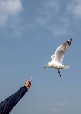 Martı grubu deniz yüzeyinde yüzüyor. Bazıları bölgedeki turist ve ziyaretçilerin beslendiği yiyeceklerin peşinde..