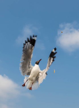 Martı grubu deniz yüzeyinde yüzüyor. Bazıları bölgedeki turist ve ziyaretçilerin beslendiği yiyeceklerin peşinde..