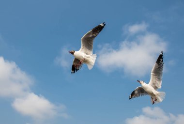 Martı grubu deniz yüzeyinde yüzüyor. Bazıları bölgedeki turist ve ziyaretçilerin beslendiği yiyeceklerin peşinde..