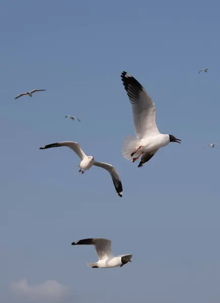 표면을 Seagulls 그룹입니다 주변의 방문자와 관광객들이 먹이를 음식을 — 스톡 사진
