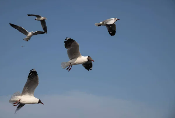 Seagulls Group Floating Sea Surface Some Chasing Food Feed Visitors — Stock Photo, Image