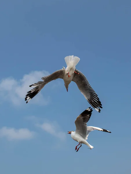 Grupul Pescărușilor Plutind Lungul Suprafeței Mării Unii Urmăresc Mâncarea Care — Fotografie, imagine de stoc